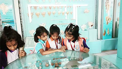 Grade 2 - Visit to the India Seashell Museum