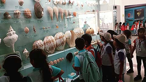 Grade 2 - Visit to the India Seashell Museum